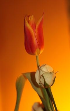 orange_tulip
