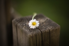 the_sense_of_feeling