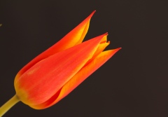 essential_is_invisible_to_eyes