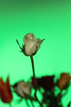 green_rose