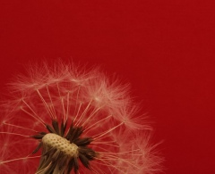 i_sogni_son_desideri