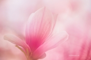 Magnolie a Milano