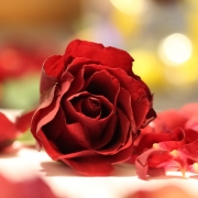bibi_rose