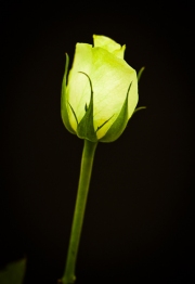 cold_rose