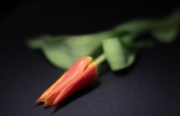 fiore