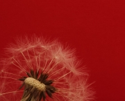 i_sogni_son_desideri