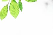 life_is_green